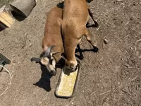 كبش, Cameroon sheep — الصورة 3