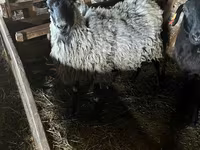 Ovelha, Romanov sheep — foto 1