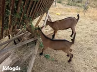 Cabro, Alpine goat — foto 5