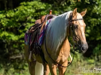 Pastuv, Palomino — fotografija 5