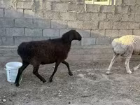Ram, Sheep — photo 3