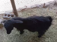 Echki, Saanen goat — 2-rasm