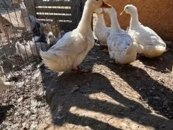 Ducks — Hongrie