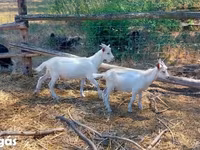 公山羊, Goats — 照片 1