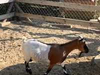 母山羊, Dutch Landrace goats — 照片 1