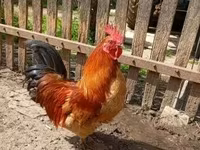 Chickens — zdjęcie 1