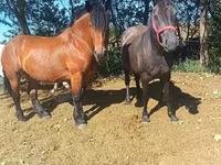 Caballo, Caballos — foto 6