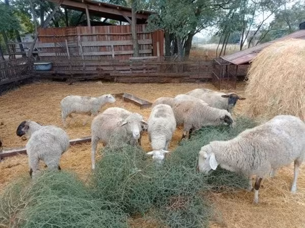 Qoç, Qoyunlar