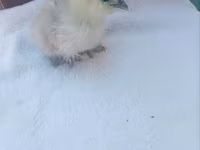Silkie — photo 1
