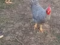 Chickens — fotografija 3