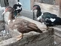 Ducks — Foto 1