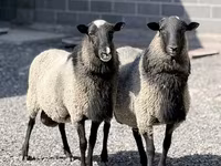 Ovca, Romanov sheep — fotografija 2