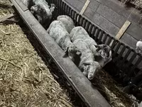 Sheep, Sheep — photo 4