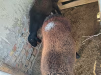 Ovan, Rhon sheep — fotografija 4