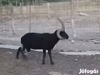 كبش, Shetland sheep — الصورة 1
