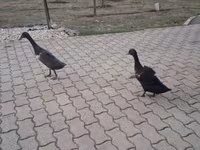 Indian Runner — zdjęcie 1