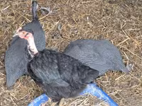 Turkeys — Foto 3