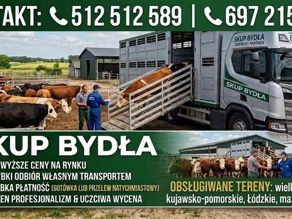 Krowa, Simmental cattle