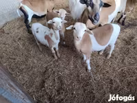 Ovejas (lote, sexo no especificado), Cameroon sheep — foto 5