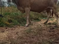 Vaca, Swiss cattle — foto 2