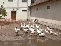 Geese — Foto 1
