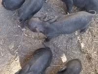 मादा सूअर, Вьетнамская вислобрюхая — फ़ोटो 3