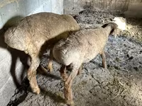 Ovca, Katum sheep — fotografija 6