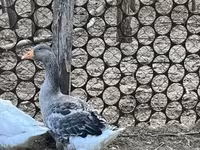 Ganso Dinamarquês Cinza e Cinza Mosqueado — foto 1