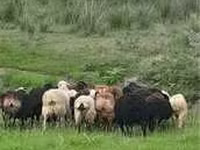 Ovan, Gorkov sheep — fotografija 4