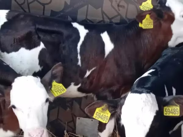 Buğa, Simmental cattle