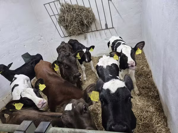 Byk, Russian Black pied cattle