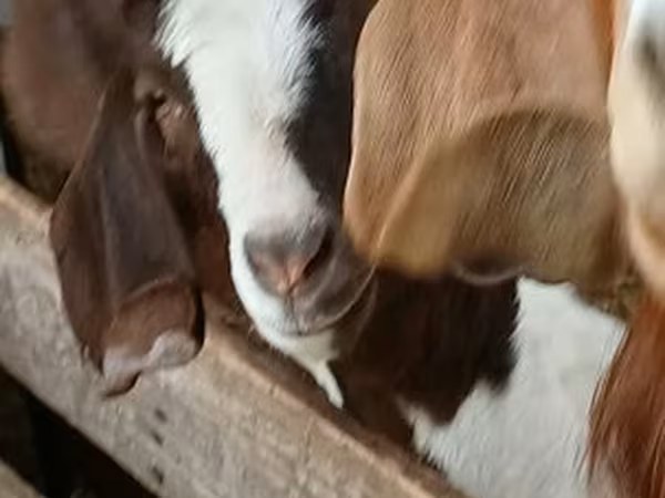 Cabro, Boer goat