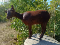Koza, Murcia-Granada goats — fotografija 1