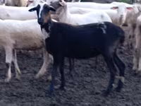 Ovca, Tsigai sheep — fotografija 4