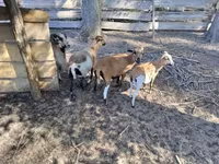 Baran, Cameroon sheep — zdjęcie 2