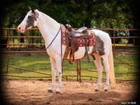 Pastuv, National Show Horse — fotografija 1