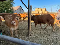 Kuh, Limousin-Kuh — Foto 4