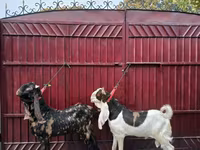 Jarac, Kamori goats — fotografija 4