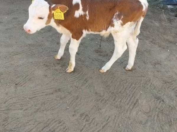 Buğa, Simmental cattle — Macarıstan