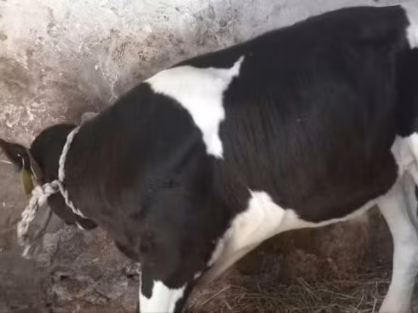 Touro, Raça Holstein — Hungria