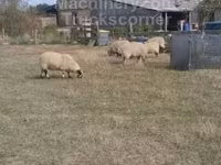 Ovan, Scottish Blackface sheep — fotografija 2