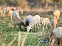 Ovan, Katum sheep — fotografija 2