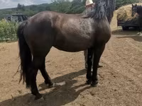 Бие, Međimurje horse — 6-сурет