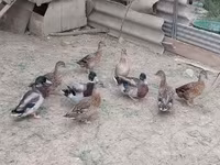 Ducks — fotografija 1