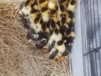 Ducks — Foto 6