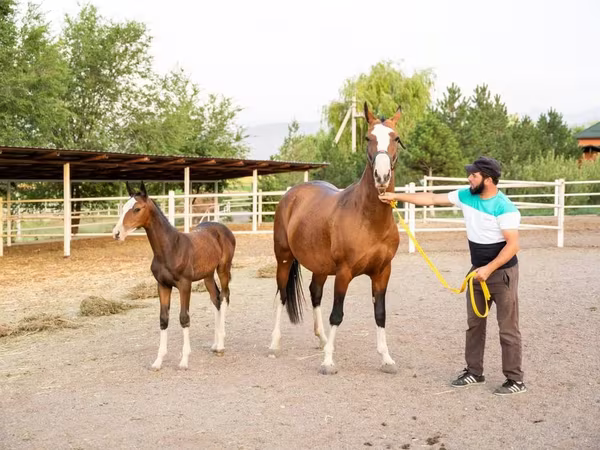 Kobila, Akhal-Teke