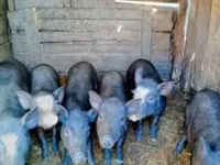 Boar, Pigs — photo 4