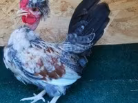 Chickens — fotografija 8