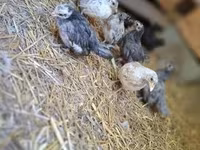 Chickens — الصورة 3