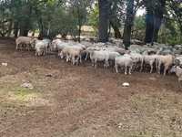 Ovca, Baerchuke sheep — fotografija 4